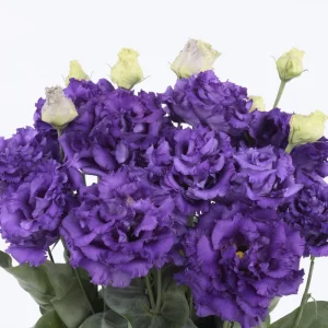 Lisianthus Live Plant Plugs - Well-Rooted Starter Plants for Garden & Bouquets - Image 10