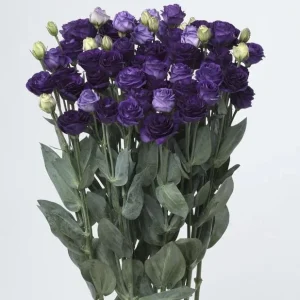 Lisianthus Live Plant Plugs - Well-Rooted Starter Plants for Garden & Bouquets - Image 1
