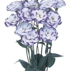 Lisianthus Live Plant Plugs - Well-Rooted Starter Plants for Garden & Bouquets - Image 5