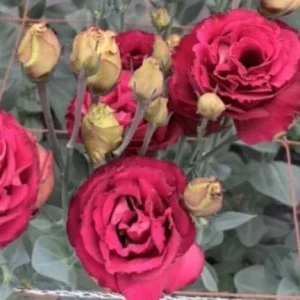 Lisianthus Live Plant Plugs - Well-Rooted Starter Plants for Garden & Bouquets - Image 6