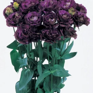 Lisianthus Live Plant Plugs - Well-Rooted Starter Plants for Garden & Bouquets - Image 7