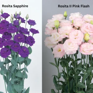 Lisianthus Live Plant Plugs - Well-Rooted Starter Plants for Garden & Bouquets - Image 9