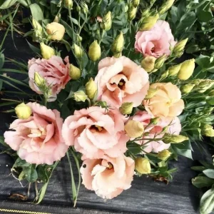 Lisianthus Live Plant - Rose Without Thorns Starter Plug - Attracts Pollinators - Image 10