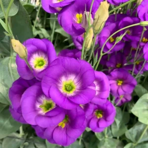 Lisianthus Live Plant - Rose Without Thorns Starter Plug - Attracts Pollinators - Image 6