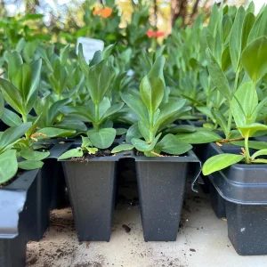 Lisianthus Live Plant - Well Rooted, 2-3.25 inch Pots, Outdoor Flower - Image 6