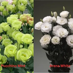 Lisianthus Live Plant - Well Rooted, 2-3.25 inch Pots, Outdoor Flower - Image 7