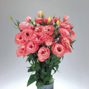 Lisianthus Starter Plant - Thorn-Free 'Rose' Live Plug for Gardens - Image 10