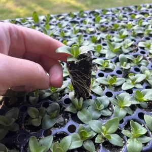 Lisianthus Starter Plant - Thorn-Free 'Rose' Live Plug for Gardens - Image 3