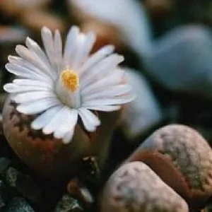 Lithops Living Stone Plant - 2 inch Pot - Unique Succulent Live Plant - Image 2
