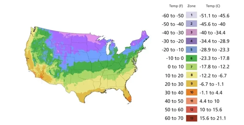 Lithops Living Stone Succulent Seeds - Rare Flower Cactus Plant Seeds - Easy to Grow Indoor/Outdoor - Image 4