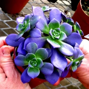 Lithops Living Stone Succulent Seeds - Rare Flower Cactus Plant Seeds - Easy to Grow Indoor/Outdoor - Image 1