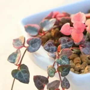 Lithops Living Stones Flower Succulent Cactus Seeds - Rare Succulent Seeds - Image 1