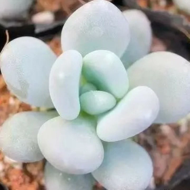 Lithops Living Stones Flower Succulent Cactus Seeds - SS0056 Rare Bonsai - Image 1