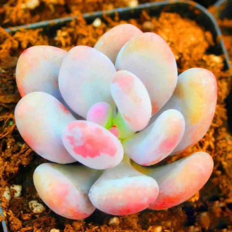 Lithops Living Stones Succulent Cactus Seeds - Rare Indoor/Outdoor Plant Seeds - Image 1