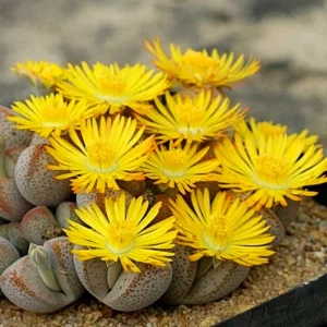 Lithops Living Stones Succulent Seeds - Rare Cactus Flower Bonsai - Indoor/Outdoor - Image 1