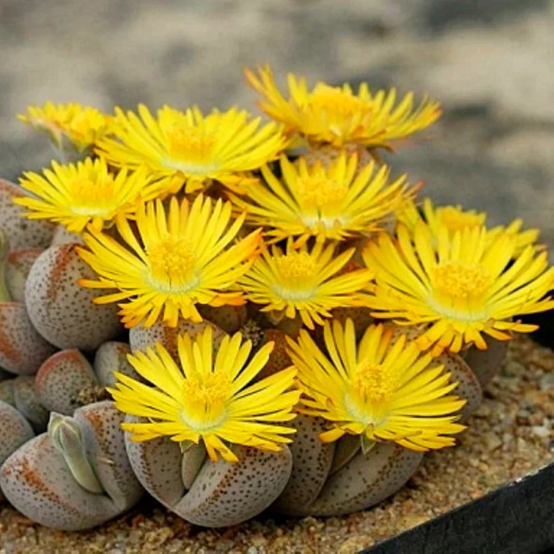 Lithops Living Stones Succulent Seeds Rare Flower Cactus