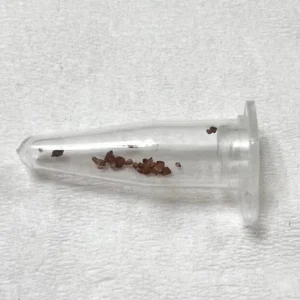 Lithops Seeds Mix - Living Stones Succulent Seeds - Colorful Mini Seedlings - Image 2