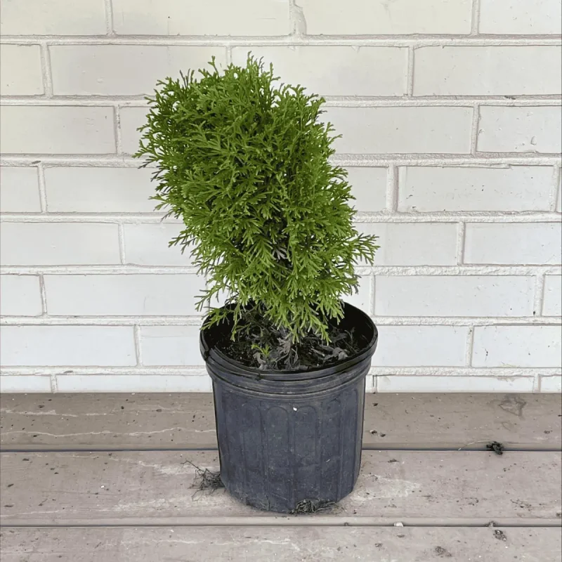 Little Giant Eastern Arborvitae - 1 Gallon Live Plant