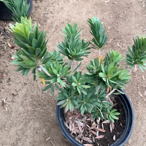 Little John Dwarf Bottlebrush Live Plant – 6" Pot – Outdoor Shrub - Image 2