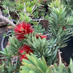 Little John Dwarf Bottlebrush Live Plant – 6" Pot – Outdoor Shrub - Image 1