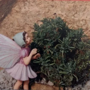 Little Ness Santolina Live Plant - Dwarf Lavender Cotton - 2.5 inch Pot - Outdoor Shrub - Image 2