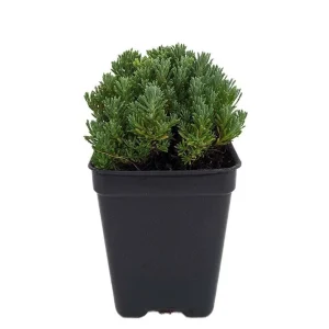Little Ness Santolina Live Plant - Dwarf Lavender Cotton - 2.5 inch Pot - Outdoor Shrub - Image 1