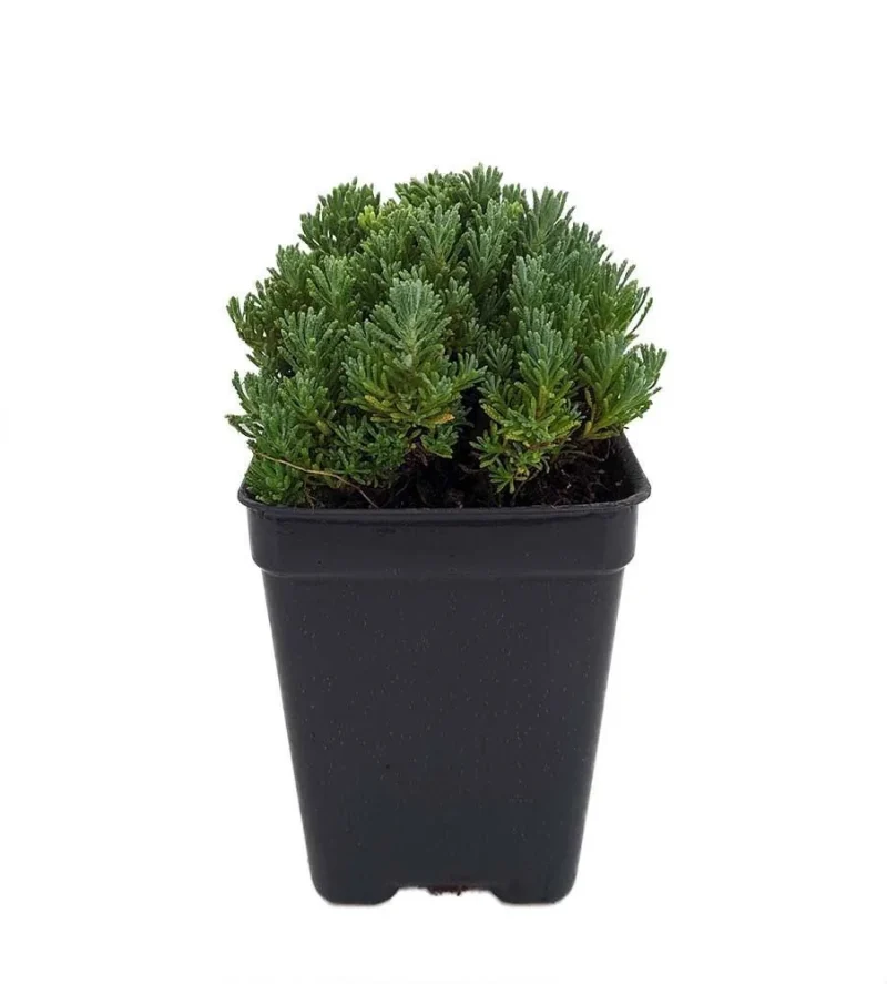 Little Ness Santolina - Dwarf Lavender Cotton Plant