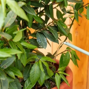 Live Bay Laurel Plant - Culinary Bay Leaf Tree Starter - 6-8 Inches Tall - Evergreen Herb for Indoor/Outdoor - Image 10