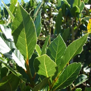 Live Bay Laurel Plant - Culinary Bay Leaf Tree Starter - 6-8 Inches Tall - Evergreen Herb for Indoor/Outdoor - Image 3