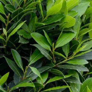 Live Bay Laurel Plant - Culinary Bay Leaf Tree Starter - 6-8 Inches Tall - Evergreen Herb for Indoor/Outdoor - Image 5