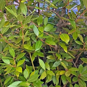 Live Bay Laurel Plant - Culinary Bay Leaf Tree Starter - 6-8 Inches Tall - Evergreen Herb for Indoor/Outdoor - Image 6