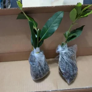 Live Bay Laurel Plant - Culinary Bay Leaf Tree Starter - 6-8 Inches Tall - Evergreen Herb for Indoor/Outdoor - Image 7