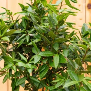 Live Bay Laurel Plant - Culinary Bay Leaf Tree Starter - 6-8 Inches Tall - Evergreen Herb for Indoor/Outdoor - Image 8