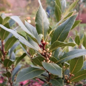 Live Bay Laurel Plant - Culinary Bay Leaf Tree Starter - 6-8 Inches Tall - Evergreen Herb for Indoor/Outdoor - Image 1