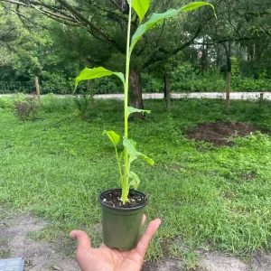 Live Cardamom Plant - Elettaria cardamomum - 15+" Tall - 4" Pot - Indoor/Outdoor Spice Plant - Image 2