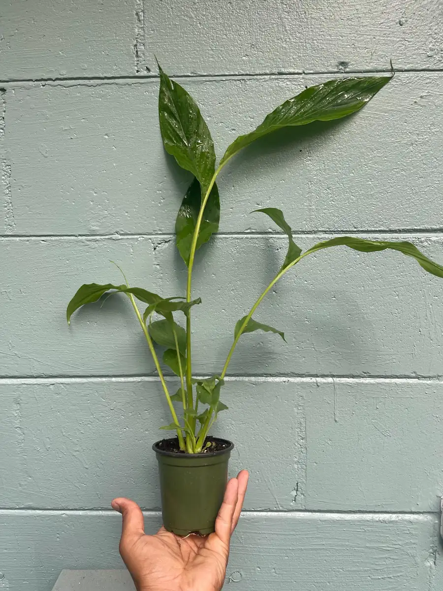 Live Cardamom Plant - Elettaria cardamomum - 15+" Tall - 4" Pot - Indoor/Outdoor Spice Plant - Image 3