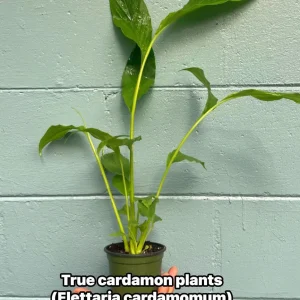 Live Cardamom Plant - Elettaria cardamomum - 15+" Tall - 4" Pot - Indoor/Outdoor Spice Plant - Image 1