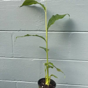 Live Cardamom Plant - Elettaria cardamomum - 15+
