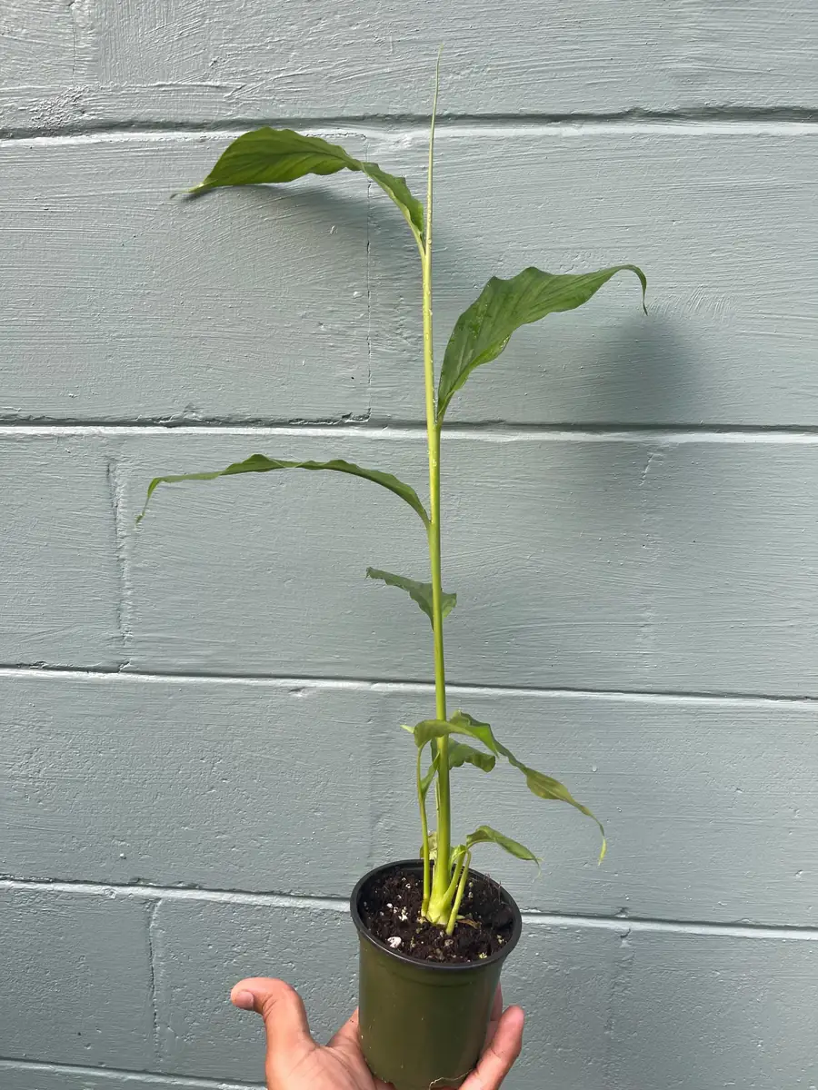 Live Cardamom Plant - Elettaria cardamomum - 15+" Tall - 4" Pot - Indoor/Outdoor Spice Plant - Image 5