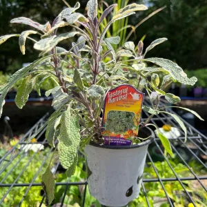 Live Herb Plant Collection - Ready to Grow Herb Garden - 3-4 inch Containers - Indoor/Outdoor - Image 5