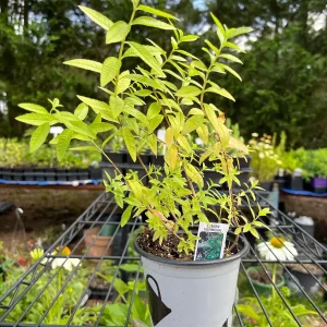 Live Herb Plant Collection - Ready to Grow Herb Garden - 3-4 inch Containers - Indoor/Outdoor - Image 6