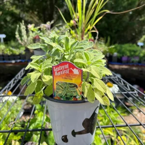 Live Herb Plant Collection - Ready to Grow Herb Garden - 3-4 inch Containers - Indoor/Outdoor - Image 7