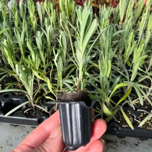 Live Lavender Grosso Plant Starter - Fragrant Perennial Herb - Outdoor - Image 3