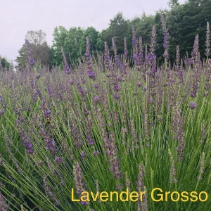 Live Lavender Grosso Plant Starter - Fragrant Perennial Herb - Outdoor - Image 1