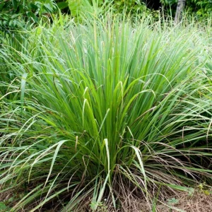 Live Lemongrass Plant in 4 Inch Pot – Fragrant Culinary Herb for Garden - Image 3
