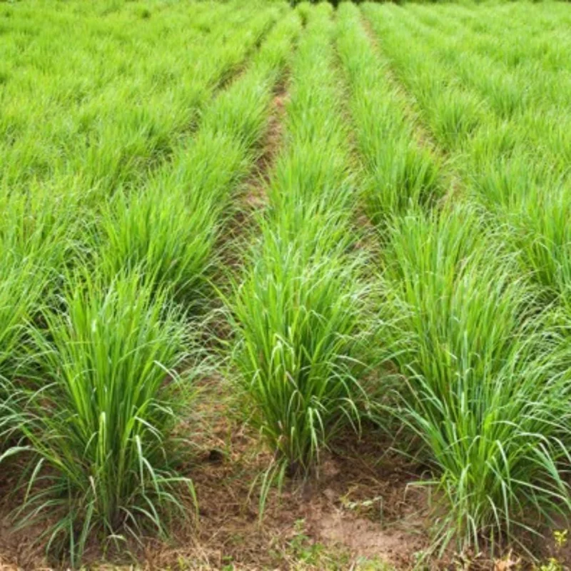 Live Lemongrass Plant in 4 Inch Pot – Fragrant Culinary Herb for Garden - Image 4