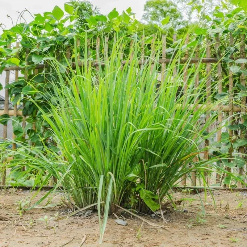 Live Lemongrass Plant in 4 Inch Pot – Fragrant Culinary Herb for Garden - Image 5
