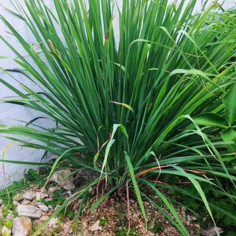 Live Lemongrass Plant in 4 Inch Pot – Fragrant Culinary Herb for Garden - Image 1