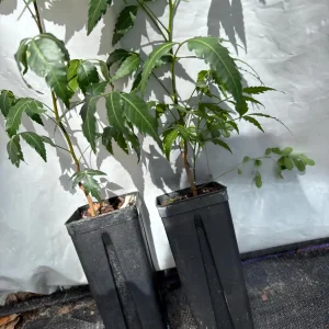 Live Neem Plant (Azadirachta indica) – Organic Pesticide Source – 4 inch Pot - Image 10