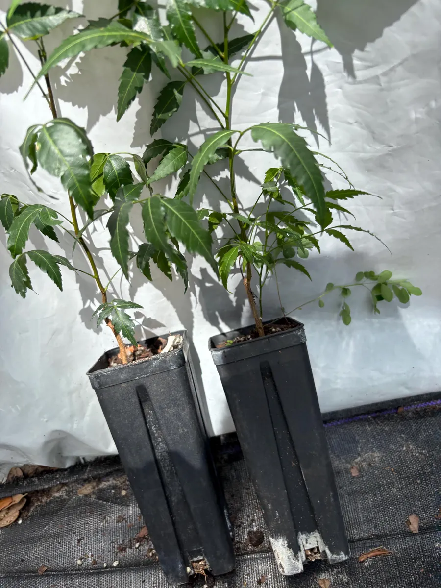 Live Neem Plant (Azadirachta indica) – Organic Pesticide Source – 4 inch Pot - Image 10